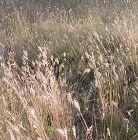 Australian native grass plants