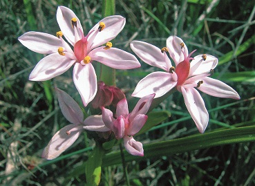 Burchardia-multiflora in flower