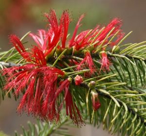 Calothamnus villosus - Apace WA