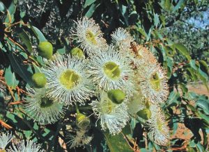 Corymbia calophylla - Apace WA