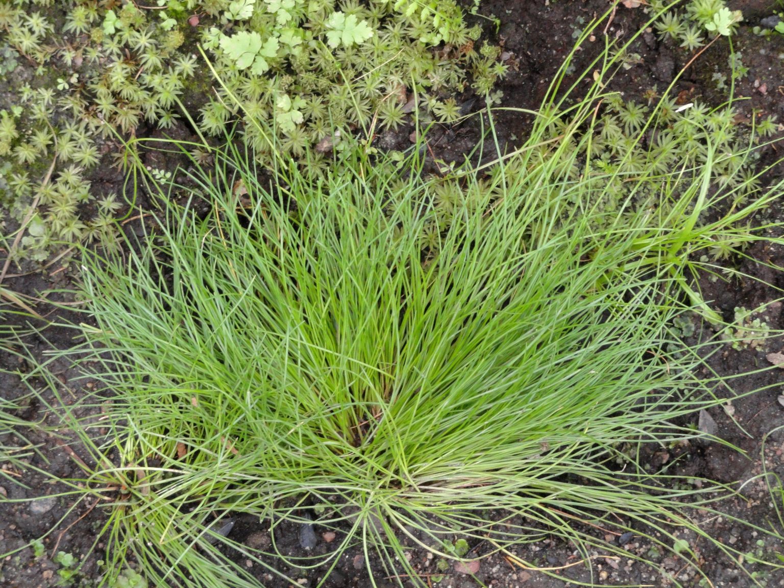 Scirpus cernuus