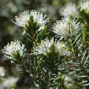 Melaleuca cuticularis