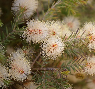 Melaleuca incana