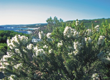 Rottnest tea-tree (Melaleuca lanceolata) – Honkey Nuts