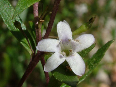 Myoporum caprarioides