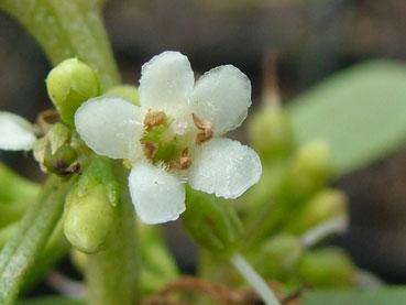 Myoporum insulare