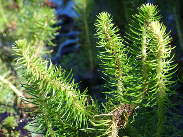 Myriophyllum crispatum