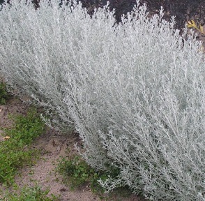 Olearia axillaris