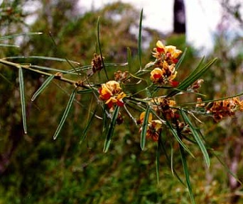 Gastrolobium ebracteolatum