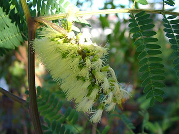 Paraserianthes lophantha