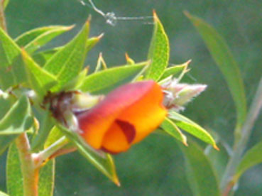 Pultenaea reticulata