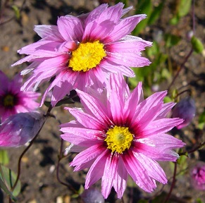 Rhodanthe manglesii