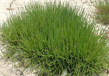 Salicornia quinqueflora