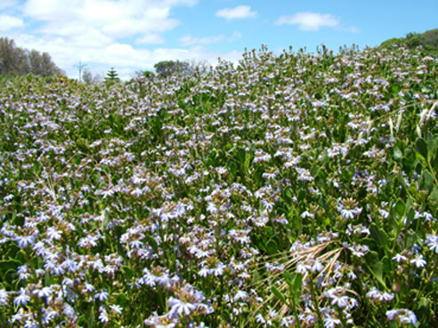 Scaevola crassifolia