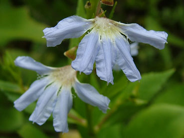 Scaevola nitida