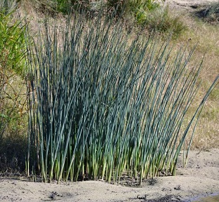 Schoenoplectus tabernaemontani