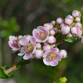 Scholtzia involucrata