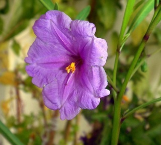 Solanum symonii