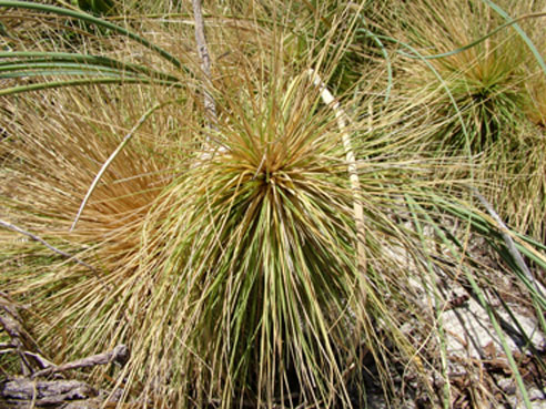 Spinifex longifolius