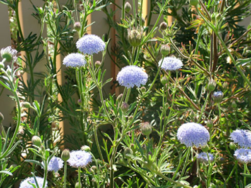 Rottnest Island Daisy Blue Lace Flower Trachymene coerulea