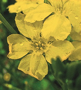 Villarsia latifolia