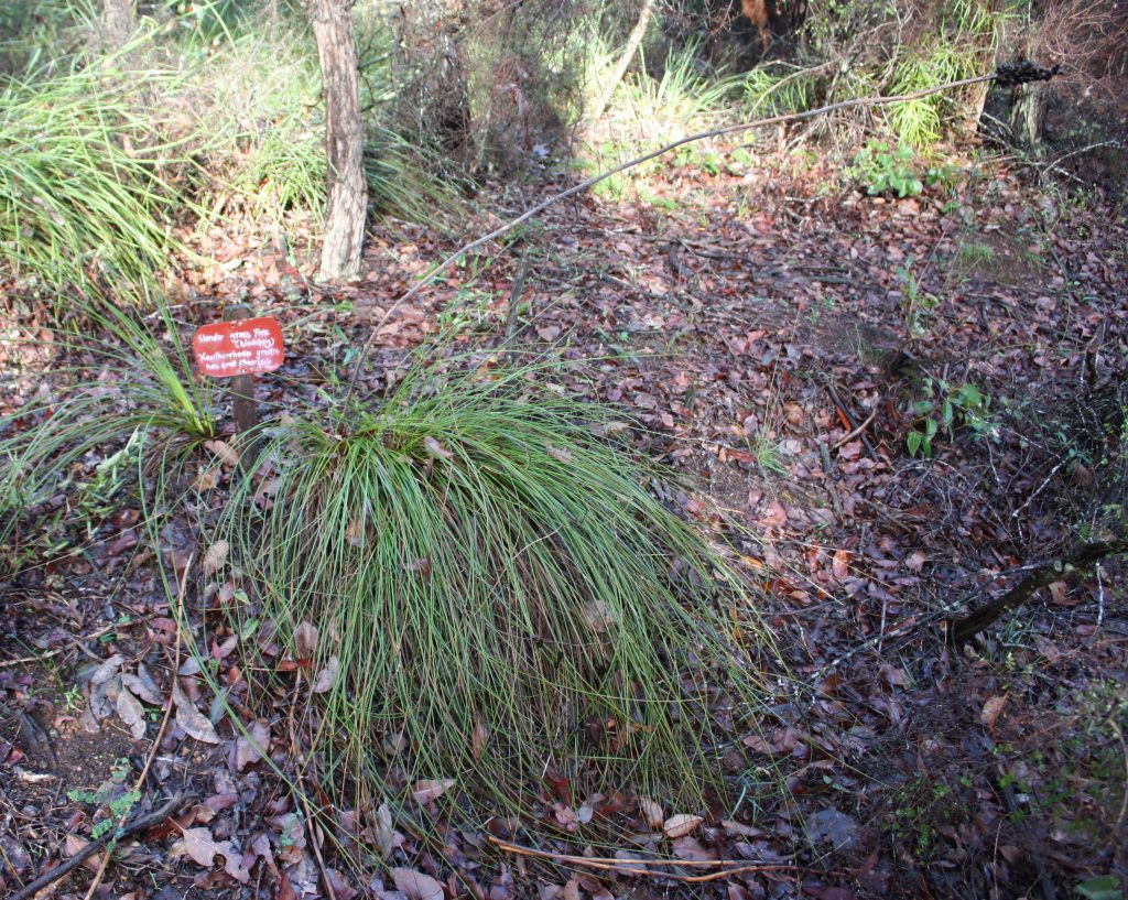 Xanthorrhoea gracilis - Apace WA