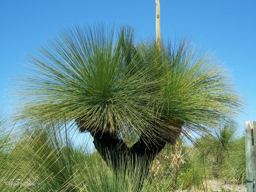 Xanthorrhoea preissii - Apace Aid WA