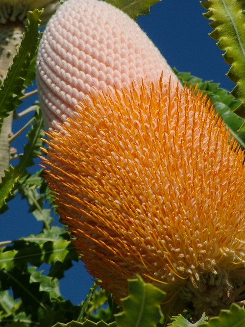 Banksia prionotes flower spike