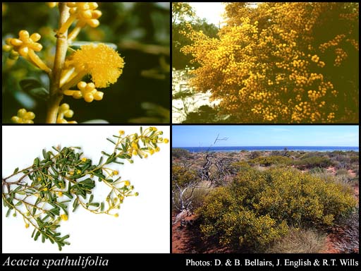 Acacia spathulifolia