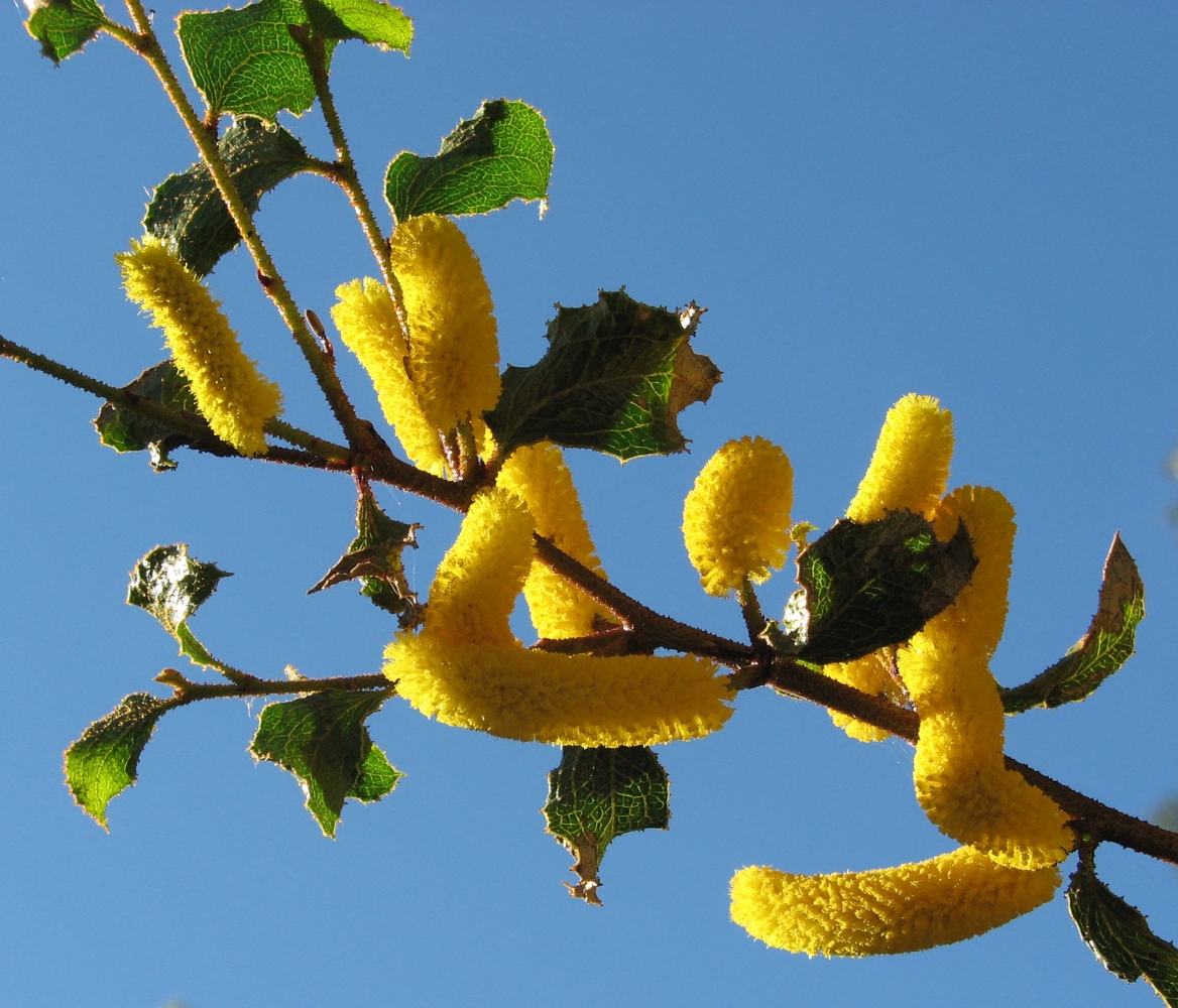 Acacia denticulosa flowers