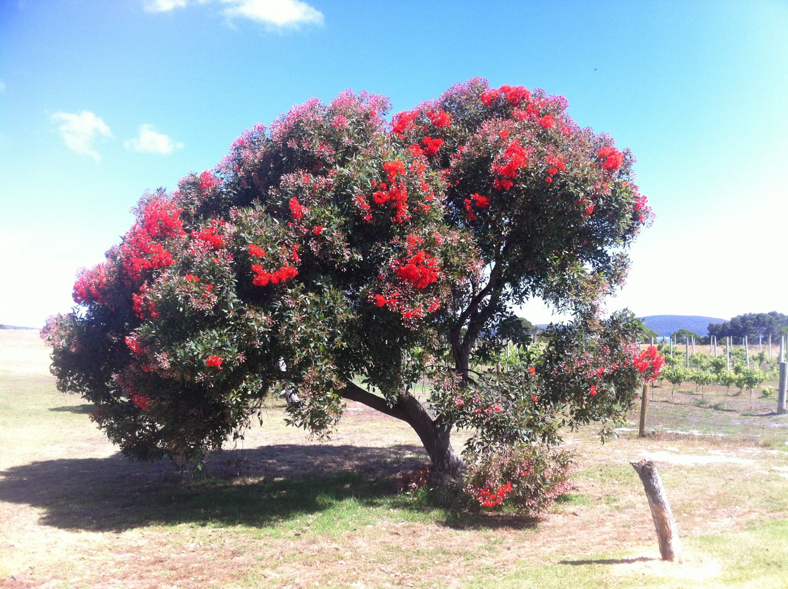 Corymbia ficifolia - Apace WA