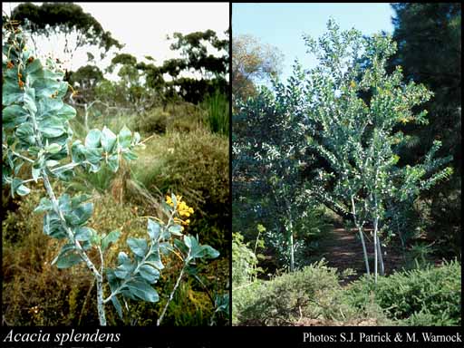 Acacia splendens